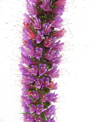 Echium_russicum_Detail.jpg