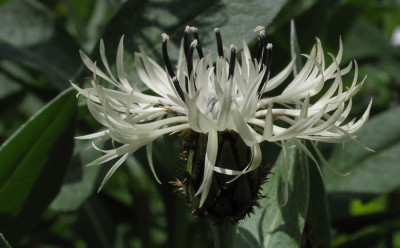 Flockenblume_f.jpg
