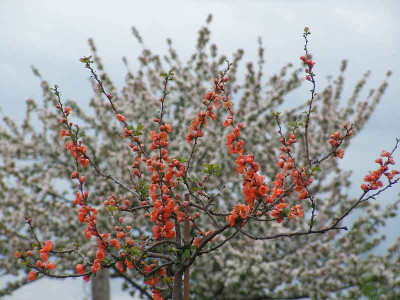 Chaeno-malus_0090.jpg