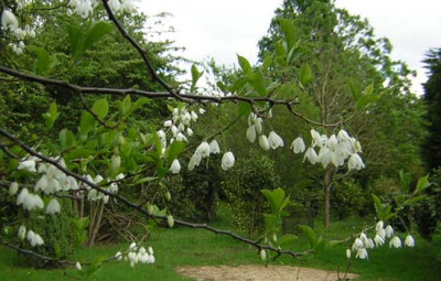 Halesia_diptera.jpg