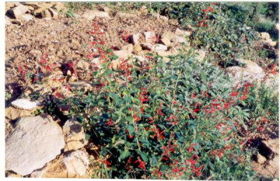 Ananassalbei_2005.jpg