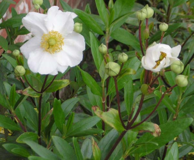Carpenteria_californica.jpg
