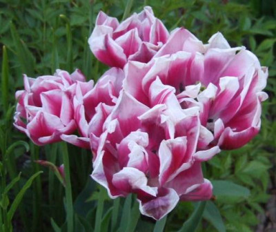 2006_05_12_tulpe_rotweiss.jpg