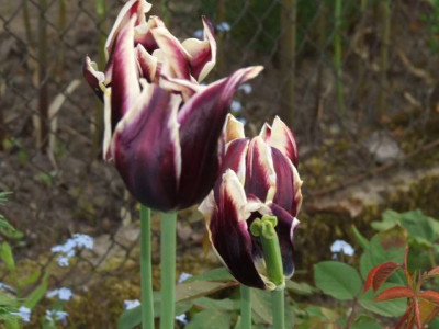 20060514-tulpe_lila_gelb.jpg