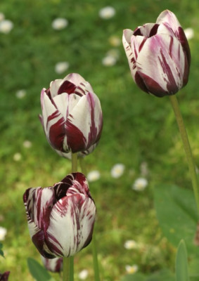 tulipa_insulinde_3292.jpg