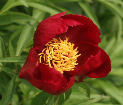 paeonia_smouthii_3278.jpg