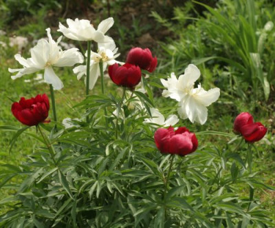 paeonia_smouthii_3288.jpg