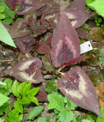 RoteHerzen06.jpg