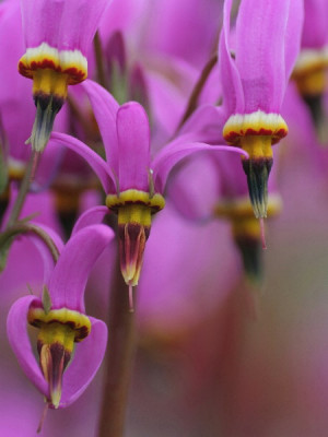 Gotter-Mai-01.jpg