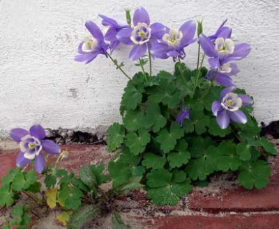 Aquilegia_akitensis_kurilensis_2006-05-14.JPG