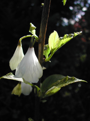 Halesia_carolina.jpg