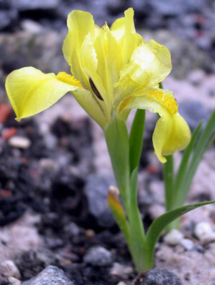 Iris_humilis_2006-05-14.JPG