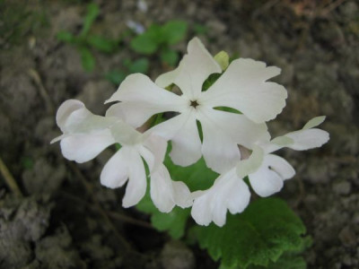 Primula_sieboldii_03671.jpg