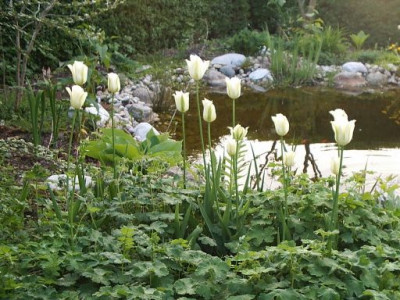 Teich3.jpg