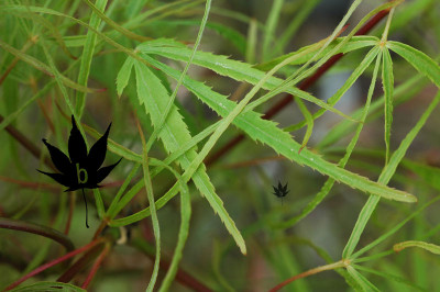 acer_palm_kotonoito2.jpg