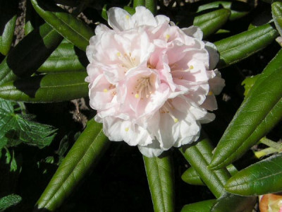 Rhodo_yakushimanum.jpg