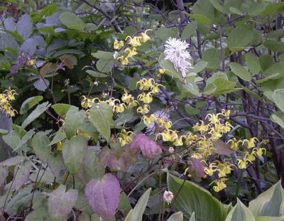 Epimedium_davidiiRimg0328.JPG