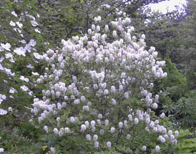 Fothergilla_gardeniiRimg0396.JPG