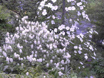 Fothergilla_majorRimg0411.JPG