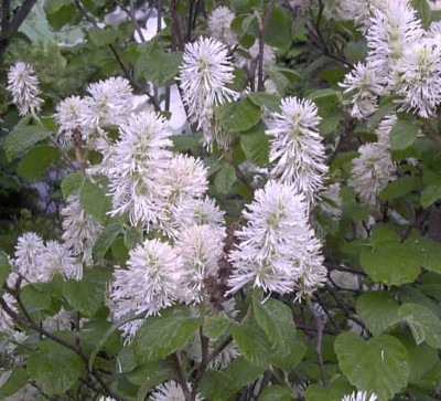 Fothergilla_majorRimg0438.JPG