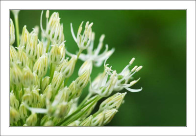 Allium_Album_2_14-05-2005.jpg