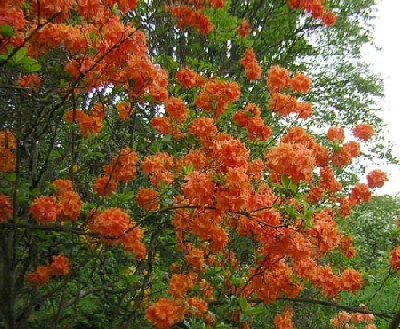 Azalea_KH_Frome.jpg