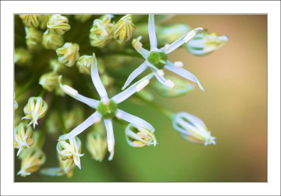 Allium_Album_3_14-05-2005.jpg
