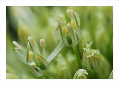 Allium_Album_4_14-05-2005.jpg