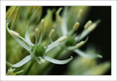Allium_Album_5_14-05-2005.jpg