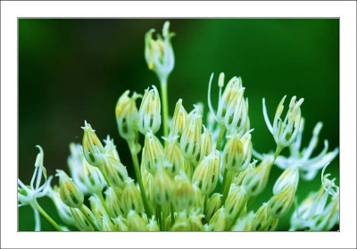 Allium_Album_6_14-05-2005.jpg