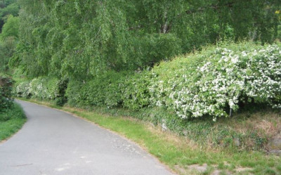 Crataegus_laevigata_Hecke_20060514.jpg