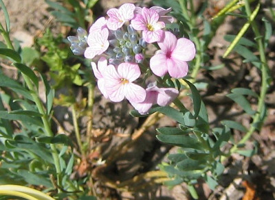 Alyssum_20060514_02.jpg