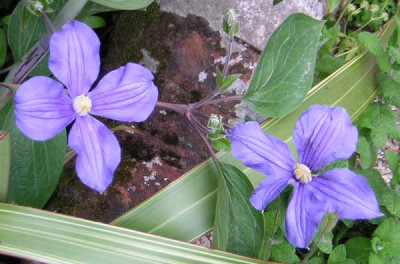 Clematis_durandii.jpg