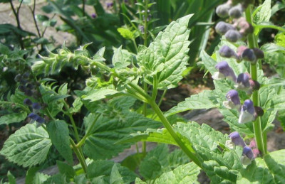 Salvia_przewalskii_20060514.jpg