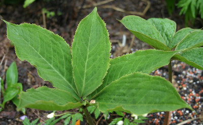 IMG_1310_eArisaema_sikokianum_Blatt.JPG