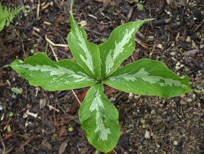 IMG_1311_eArisaema_sikokianum_variegatum_Blatt.JPG