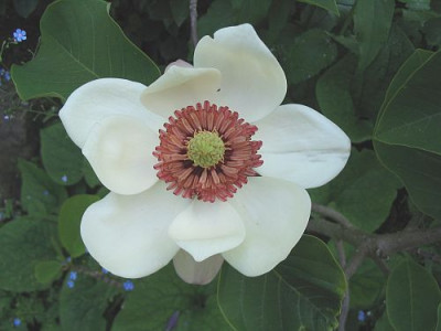 Magnolia_x_Wieseneri_1.jpg