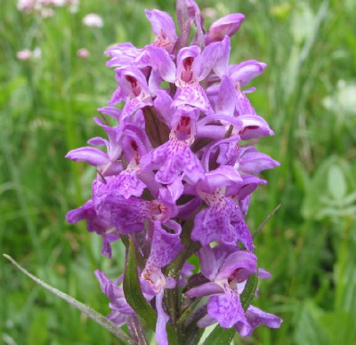ORCHIS_I.jpg