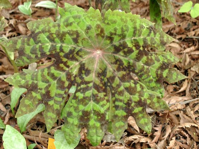 05150021_ePodophyllum_delavayi_Blatt.JPG