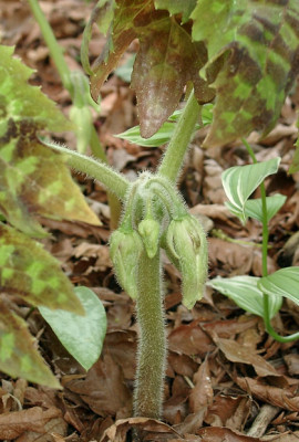 05150022_ePodophyllum_delavayi_Bluetenknospe.JPG