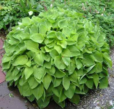 Hosta_perfekt_rund.jpg