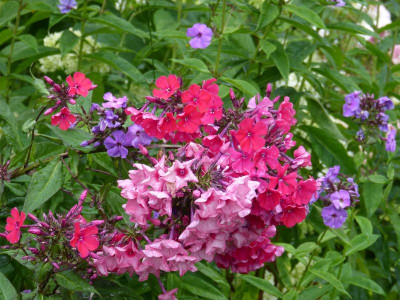 2015-07-13 Phlox 'Starfire'.jpg