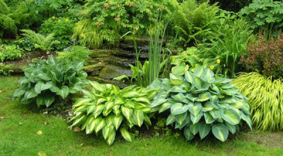 Hosta-Variationen.jpg