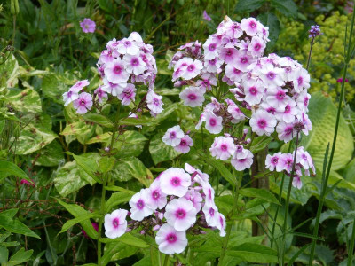 2015-07-13 Phlox 'Euphorion'.jpg