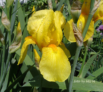 Imgp6044-sonnengelb.jpg