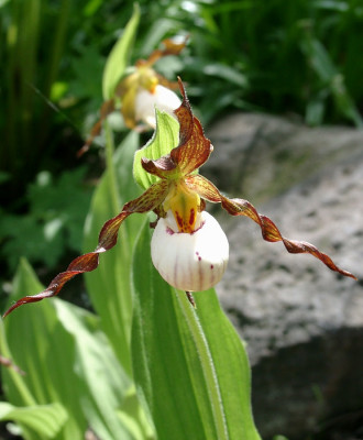 05150010_eCypripedium_Andrewsii.JPG