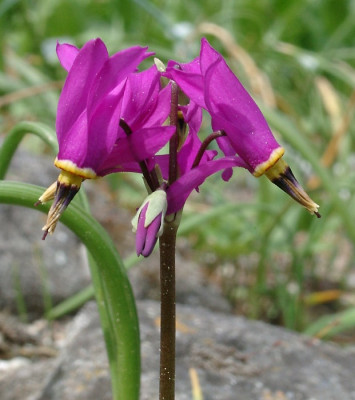 05150028_eDodecatheon_pulchellum.JPG