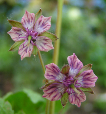 geranium_phaeum_fund.jpg