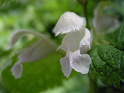 lamium_orvala_alba.jpg