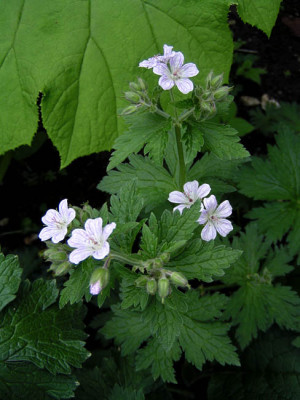 Geranium_sylvaticum_alwis_06.jpg